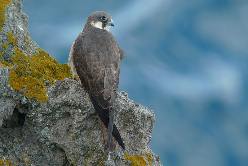 Falco della regina in Digiscoping